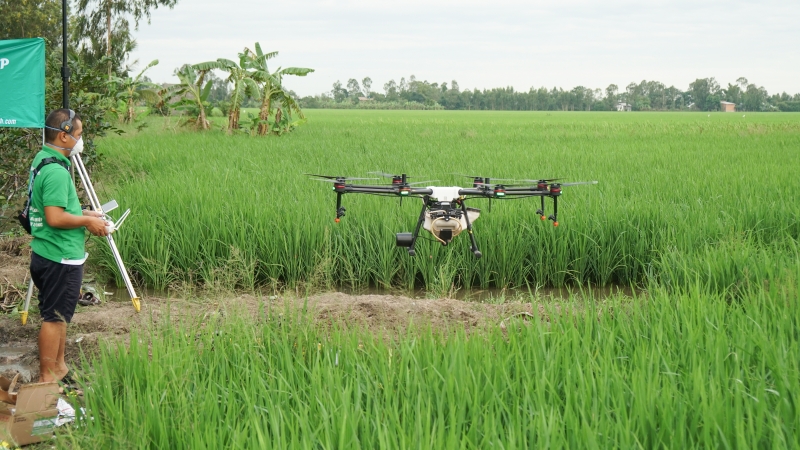 Sản xuất lúa gạo: Ứng dụng công nghệ để Gạo Việt không bị trả về